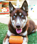 Load image into Gallery viewer, Can Toy eDispenser Durable Rubber Chew Toy & Treat Dispenser - Average Chewer