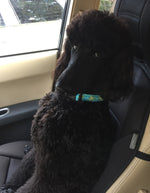 Sea Turtle Dog Collar