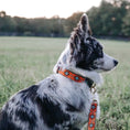 Load image into Gallery viewer, Sedona Dog Lead