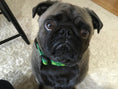 Load image into Gallery viewer, Shamrock Dog Collar