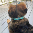 Load image into Gallery viewer, Up Country Shark Small Breed Dog Collar Made in USA