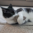 Load image into Gallery viewer, HuggleKats® Wee Fellar Squirrelie Cat Toy - image 8