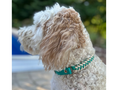 Load image into Gallery viewer, Fishtail Hand Braided Dog Collar in Teal & Cream - Southlake Paws