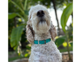 Load image into Gallery viewer, Fishtail Hand Braided Dog Collar in Teal & Cream - Southlake Paws