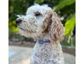 Load image into Gallery viewer, Fishtail Hand Braided Dog Collar in Lavender & Smoke - Southlake Paws