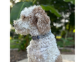 Load image into Gallery viewer, Fishtail Hand Braided Dog Collar in Graphite & Smoke - Southlake Paws