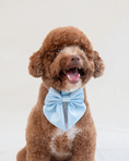 Load image into Gallery viewer, Satin Collar Bow - Sky