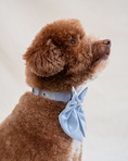 Load image into Gallery viewer, Wander! Waterproof Collar - Sky