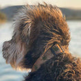Load image into Gallery viewer, Smokin' Dog Collars, Leads, and Bows