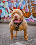 Load image into Gallery viewer, Irondog Harness