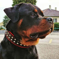 Load image into Gallery viewer, "Boston" collar