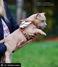 Load image into Gallery viewer, The "Hermes" leather harness - Small to Medium Size