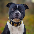 Load image into Gallery viewer, The "Maximus" collar 2 inch wide gold decoration