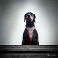 Load image into Gallery viewer, Superdog Harness