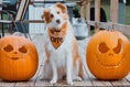 Load image into Gallery viewer, So Wickedly Cute Halloween Dog Bandana