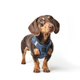 Load image into Gallery viewer, DOGISTRY SoHo Dog Harness - Denim