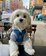 SoHo Dog Harness - Denim