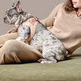 Load image into Gallery viewer, DOGISTRY SoHo Dog Harness - Dune