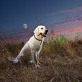 Load image into Gallery viewer, Stella & Luna Dog Collar