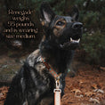 Load image into Gallery viewer, Southwest Spirit Collar - Southlake Paws