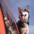 Load image into Gallery viewer, Up Country Beep Beep Printed Cast Brass Dog Collar