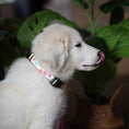 Load image into Gallery viewer, Up Country Spring Fever Cast Brass Dog Collar