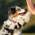 Load image into Gallery viewer, Strawberry Fields Dog Collar