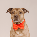 Load image into Gallery viewer, Suki Dog Bow Tie