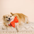 Load image into Gallery viewer, Suki Dog Babe Bow