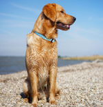 Swim Time Narrow Dog Collar