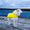 Load image into Gallery viewer, Tommy Bahama Pet - Packable Raincoat