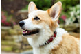 Load image into Gallery viewer, TKC Maasai Shield Beaded Dog Collar