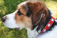 Load image into Gallery viewer, TKC Unity Beaded Dog Collar