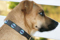 Load image into Gallery viewer, TKC Blue/Brown Circles Beaded Dog Collar