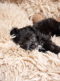 Load image into Gallery viewer, POD DOG BED - Southlake Paws