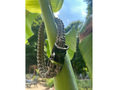 Load image into Gallery viewer, Cobra Braid in Tan - Handmade Dog Collar - Southlake Paws