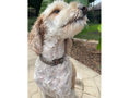 Load image into Gallery viewer, Cobra Braid in Tan - Handmade Dog Collar - Southlake Paws