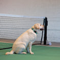 Load image into Gallery viewer, Tennis Balls Printed Dog Collar