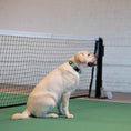 Load image into Gallery viewer, Up Country Tennis Balls Printed Made in USA Dog Collar