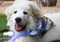 Load image into Gallery viewer, Sport Bandana - Take A Hike