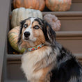 Load image into Gallery viewer, Up Country To the Orchard Wide Cast Brass Dog Collar