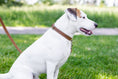 Load image into Gallery viewer, Traditional Style Leather Collar and Leash Set - image 10