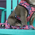 Load image into Gallery viewer, Frenchie Duo Reversible Harness - Tropical Palms