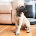 Load image into Gallery viewer, Turquoise Gingham Dog Collar