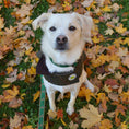Load image into Gallery viewer, Up Country Green Tweed Coat Pet Accessory