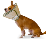 Get Better Recovery E-Collar