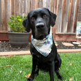 Load image into Gallery viewer, Tommy Bahama Pet - Bandana