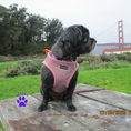 Load image into Gallery viewer, Mr. Peanut's PupTrek Harness and Leash Set, Small Dog/Cat Soft Mesh Step In Harness Vest