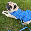 Load image into Gallery viewer, Tommy Bahama Pet - Frandy