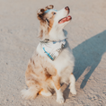 Load image into Gallery viewer, Tommy Bahama Pet - Bandana